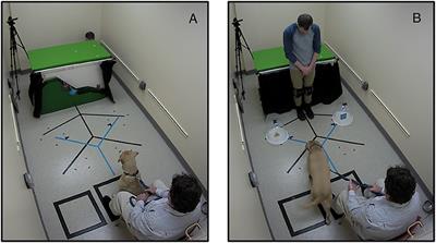 Do Dogs Prefer Helpers in an Infant-Based Social Evaluation Task?